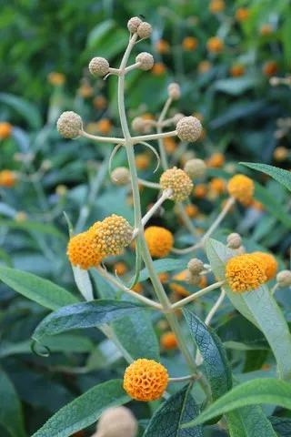 BUDDLEJA GLOBOSA
