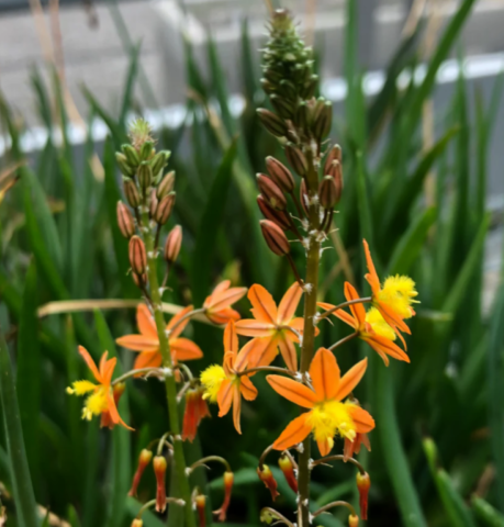 Bulbine