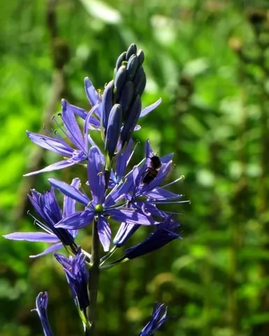 camassia