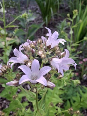 Campanula lactiflora 'Prichard's variety'