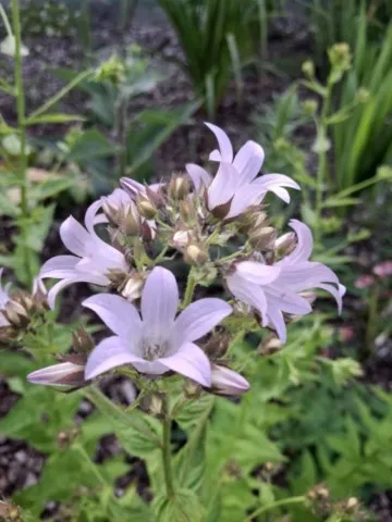 Campanula lactiflora 'Prichard's variety'