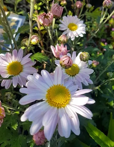 Chrysanthemum 'Innocence'
