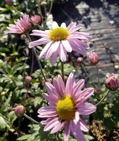 Chrysanthemum 'Innocence'