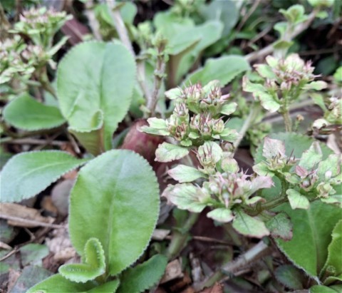 Chrysosplenium macrophyllum