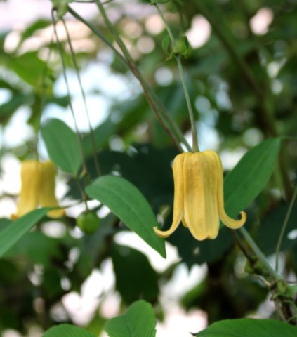 Clematis otophora
