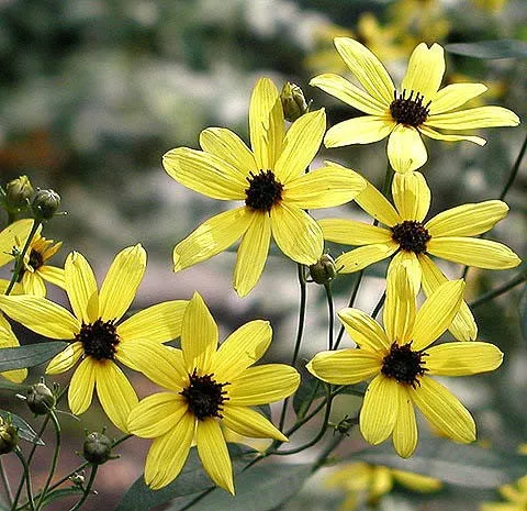 coreopsis