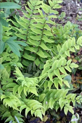 Cyrtomium fortunei