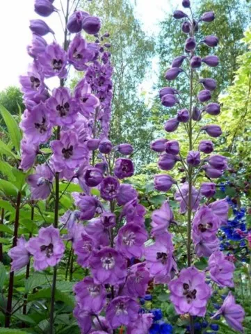 Delphinium