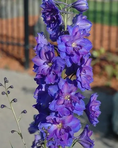 delphinium