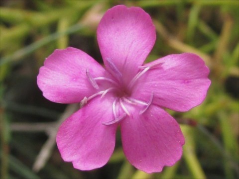 dianthus