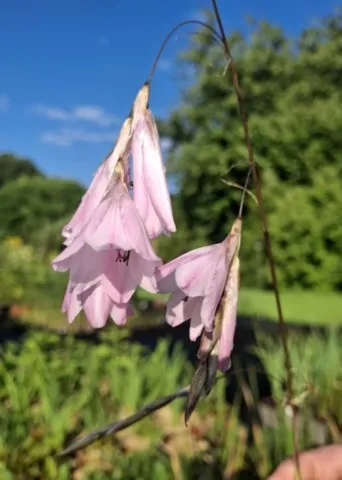 dierama rose pale