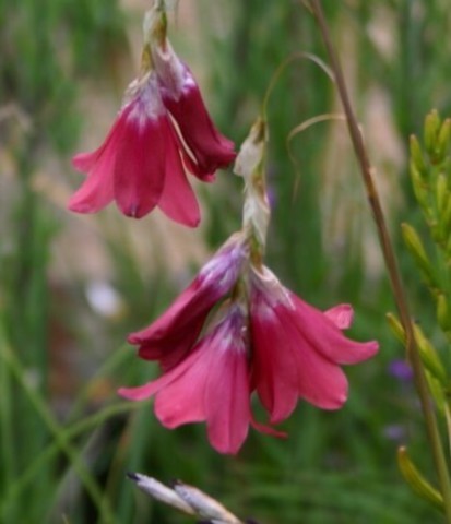 dierama