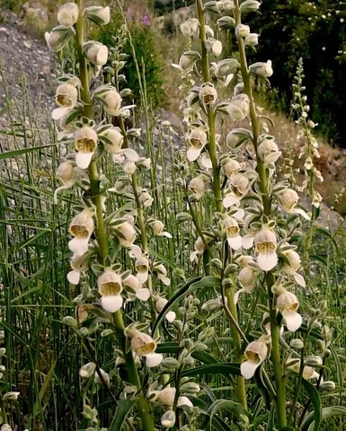 digitalis
