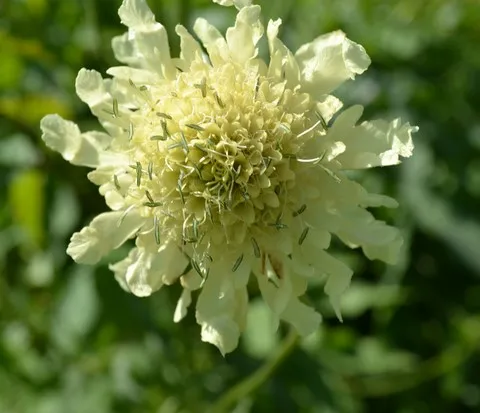 cephalaria gigantea