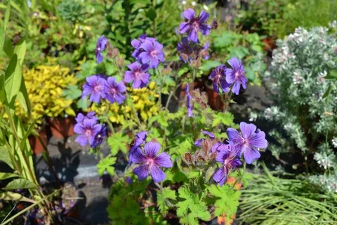 geranium philippe vapelle