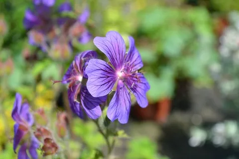 geranium philippe vapelle
