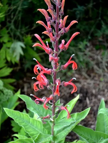 lobelia tupa