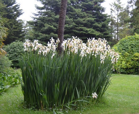 iris orientalis botanique