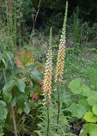 digitalis stewartii