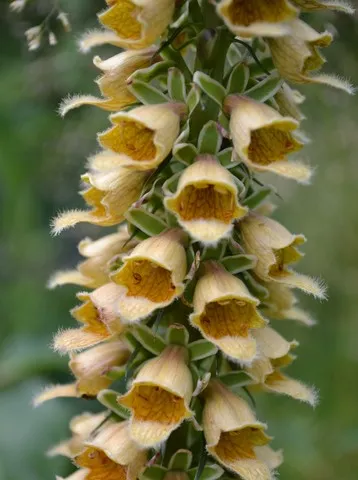 Digitalis stewartii