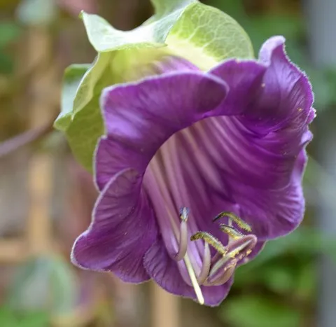 COBAEA SCANDENS