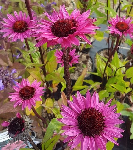 Echinacea fatal attraction