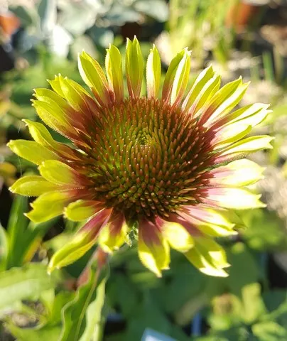 Echinacea Green Twister
