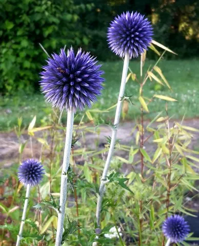 echinops ritro