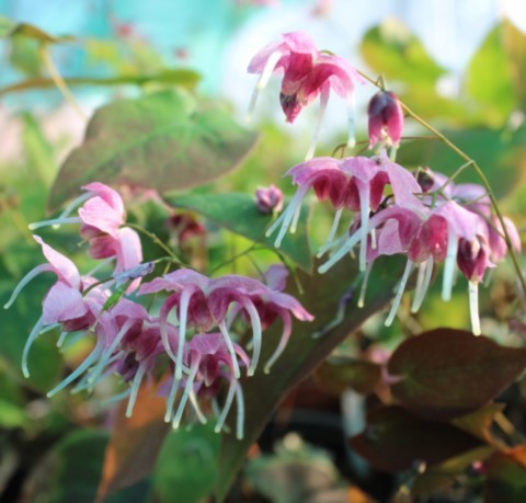 Epimedium 'Pretty in Pink'