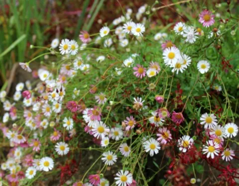 Erigeron karvinskianus