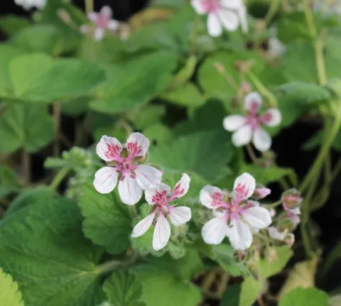 Erodium pelargonifolium