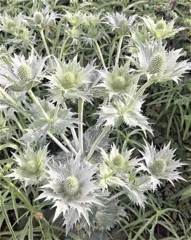 Eryngium giganteum 'SIlver Ghost'