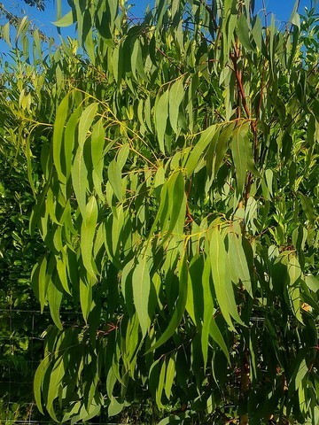 eucalyptus viminalis