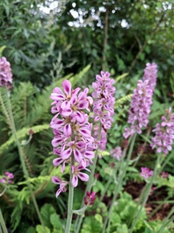 Francoa sonchifolia