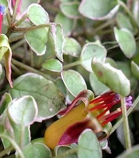 fuchsia procumbens v
