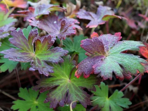 geranium wlassovianum