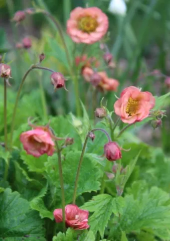 Geum Salmon delight
