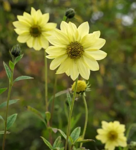 Helianthus