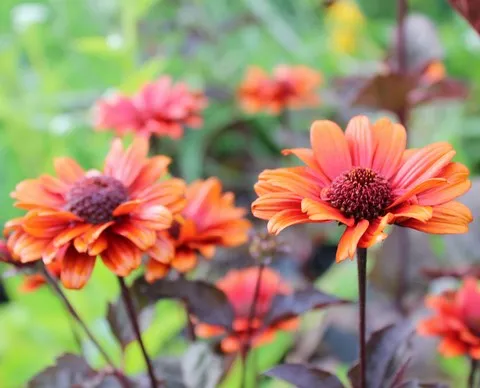 Heliopsis bleeding hearts