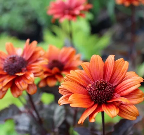 Heliopsis bleeding hearts
