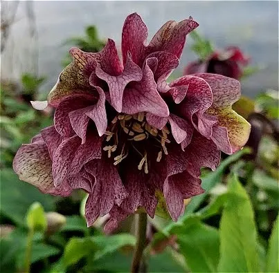 Helleborus x hybridus