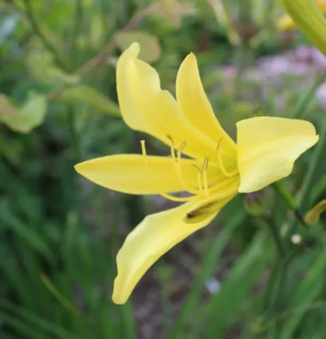 Hemerocallis citrina