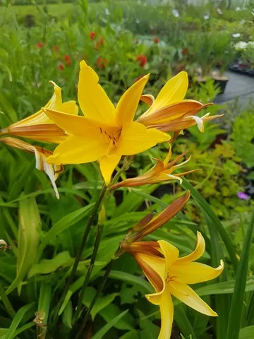 hemerocallis dumortieri