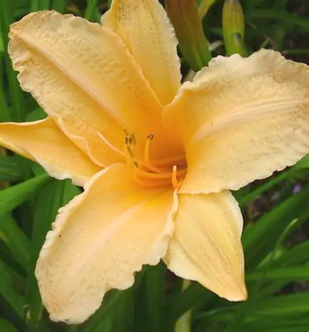 Hemerocallis