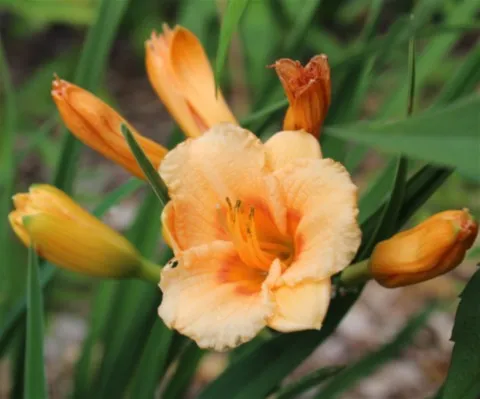 Hemerocallis 'Petite Douceur d'orient'