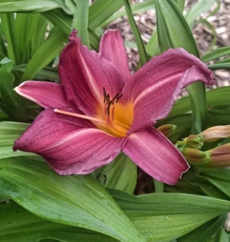 Hemerocallis 'Sugar Candy'