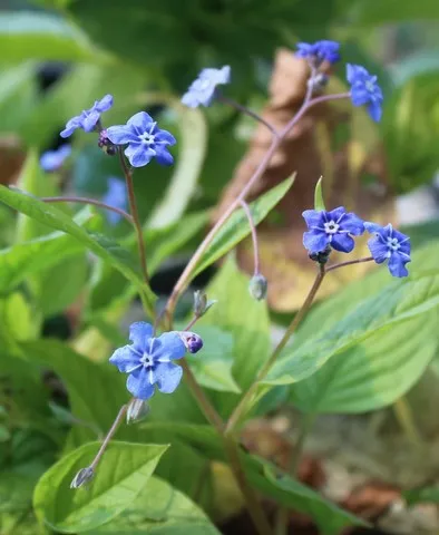 Omphalodes verna