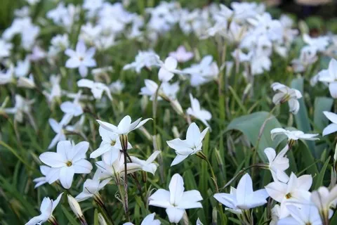 Ipheion alberto castillo