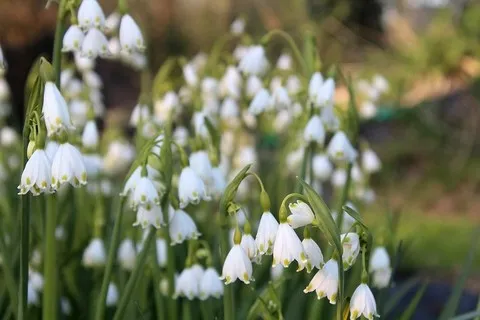 Leucojum aestivum 'gravetye giant
