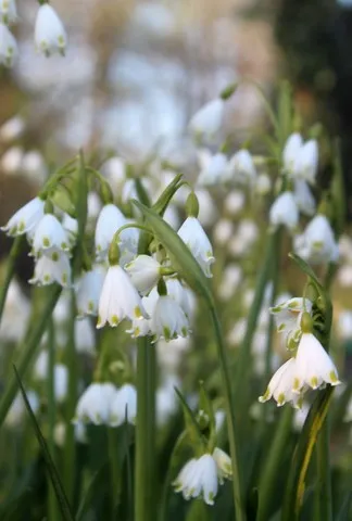 Leucojum aestivum 'gravetye giant'